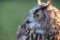 Portrait of European eagle-owl with orange eyes, also known as the Eurasian eagle owl. Royalty Free Stock Photo