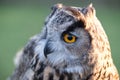 Portrait of European eagle-owl with orange eyes, also known as the Eurasian eagle owl. Royalty Free Stock Photo