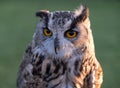 Portrait of European eagle-owl with orange eyes, also known as the Eurasian eagle owl. Royalty Free Stock Photo