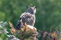 Portrait of European eagle owl standing. Rural countryside wildlife image.