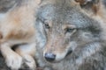 Portrait of a European gray wolf in Highland Wildlife Park, Kincraig, Kingussie, Scotland