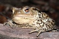 Portrait of European green toad Bufo viridis Royalty Free Stock Photo