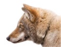 Portrait of an European grey wolf isolated Royalty Free Stock Photo