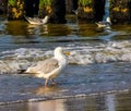 Portrait of a european herring gull walking in the ocean surf, common bird specie