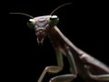 portrait of a european mantis with dark background