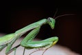 Portrait of European Mantis or Praying Mantis, Mantis religiosa, in front of black background Royalty Free Stock Photo