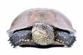 Portrait of a european pond terrapin Royalty Free Stock Photo