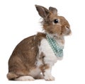 Portrait of a European Rabbit wearing pearl necklaces Royalty Free Stock Photo