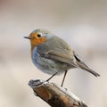 A portrait of a European robin