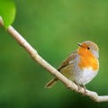 European robin on branch