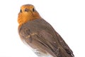 Portrait European robin Erithacus rubecula