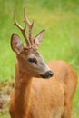 Portrait of European roe deer buck, Capreolus capreolus, on green blurred background. Wildlife scene from the nature habitat. Royalty Free Stock Photo