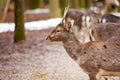 Portrait of European roe deer in the forest Royalty Free Stock Photo