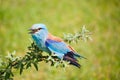 Portrait of an European Roller Royalty Free Stock Photo