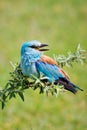 Portrait of an European Roller