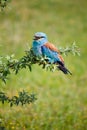 Portrait of an European Roller Royalty Free Stock Photo