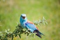 Portrait of an European Roller Royalty Free Stock Photo