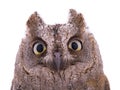 Portrait European scops owl