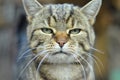 Portrait of a European shorthair cat. Rusty brown tabby.