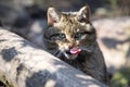 Portrait European wildcat, Felis silvestris, with tongue