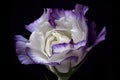 portrait of eustoma bloom, with focus on its delicate petals and intoxicating scent