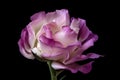 portrait of eustoma bloom, with focus on its delicate petals and intoxicating scent