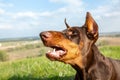 Portrait of an evil barking brown-and-tan doberman dobermann dog in green grass on a hill on a blurred natural Royalty Free Stock Photo