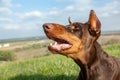 Portrait of an evil barking brown-and-tan doberman dobermann dog in green grass on a hill on a blurred natural Royalty Free Stock Photo