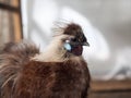 Portrait of an exotic bird. Chinese silk chicken