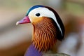 Portrait of a exotic colorful Asian duck