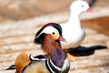 Portrait of a exotic colorful Asian duck