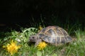 Portrait of an Exotic domestic turtle walking on the street and eating yellow flowers on the lawn Royalty Free Stock Photo