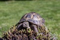 Portrait of an exotic domestic turtle walks outdoors on the lawn