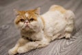 Portrait of Exotic shorthair cat Royalty Free Stock Photo