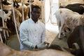 African American preparing for machine milking of goats