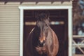 Extremely fat mare horse standing in the paddock in spring landscape Royalty Free Stock Photo