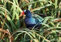 Portrait 0f Purple Gallinule, bird in marsh,Panama Royalty Free Stock Photo