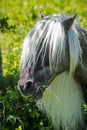 Portrait of Fabio, of the Shetland Ponies of Grayson Highlands.. Royalty Free Stock Photo