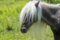 Portrait of Fabio, of the Shetland Ponies of Grayson Highlands.. Royalty Free Stock Photo