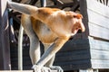 Portrait of fabulous long-nosed monkey Royalty Free Stock Photo