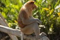 Portrait of fabulous long-nosed monkey Royalty Free Stock Photo