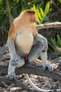 Portrait of fabulous long-nosed monkey Royalty Free Stock Photo