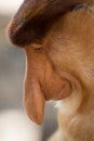 Portrait of fabulous long-nosed monkey Royalty Free Stock Photo