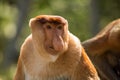 Portrait of fabulous long-nosed monkey Royalty Free Stock Photo