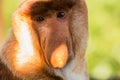 Portrait of fabulous long-nosed monkey Royalty Free Stock Photo