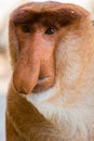 Portrait of fabulous long-nosed monkey Royalty Free Stock Photo