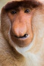 Portrait of fabulous long-nosed monkey Royalty Free Stock Photo