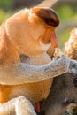 Portrait of fabulous long-nosed monkey Royalty Free Stock Photo