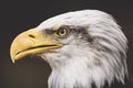 Portrait of the face of a Bald eagle Royalty Free Stock Photo