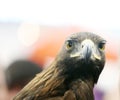 Portrait face of a beautiful young predator eagle Royalty Free Stock Photo